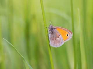 butterfly sitting on the grass