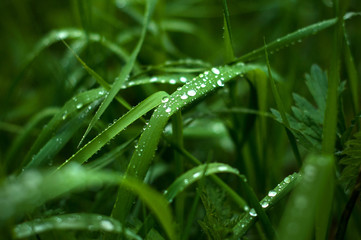 Fresh green grass with dew drops close up. Green grass background.