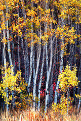 Fall Birch Trees with Autumn Leaves in Background