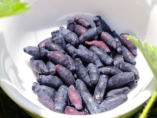 Kamchatka blueberries in a white bowl