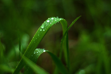 Fresh green grass with dew drops close up. Green grass background.