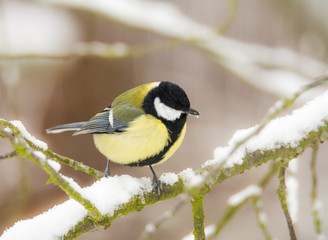 Great tit bird sitting on a snow covered tree