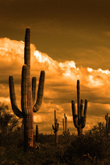 Catus Cacti in Arizona Desert