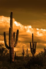  Catus Cacti in Arizona Desert © Lane Erickson