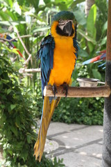 Blue and yellow macaw