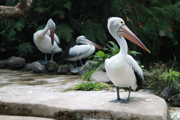 Pelicans