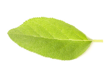 Fresh sage on a white background