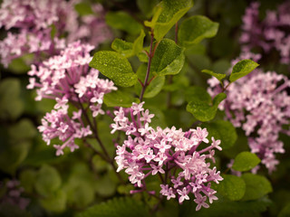 Pink Lilac blooming in the garden