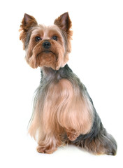yorkshire terrier in studio