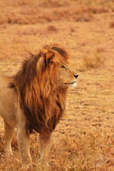 King of the savanna 