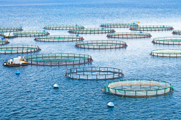 Sea fish farm. Cages for fish farming dorado and seabass. The workers feed the fish a forage.