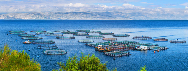 Sea fish farm. Cages for fish farming dorado and seabass. The workers feed the fish a forage. Seascape panoramic photography.