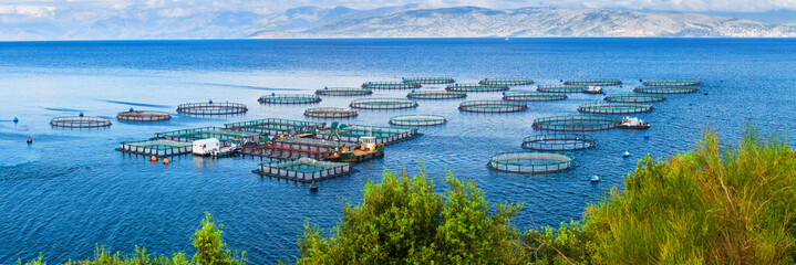 Sea fish farm. Cages for fish farming dorado and seabass. The workers feed the fish a forage....