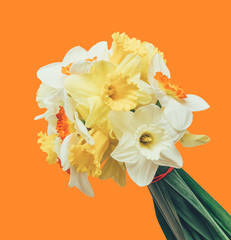 a bouquet of fresh flowers daffodils isolated on orange background