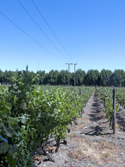 Fototapeta na wymiar Wine industry in Chile