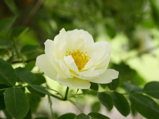 Obraz premium White rose blooming in the park