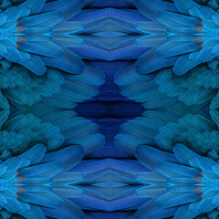 Beautiful pattern background texture made from Blue and yellow macaw feathers.