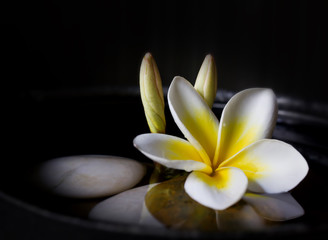 Fototapeta na wymiar White yellow flower frangipani or plumeria on water and pebble in darkness