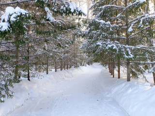 Alley in winter forest