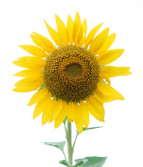 sunflower isolate on white background