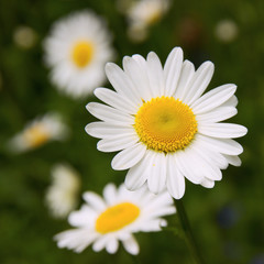 Fototapeta premium close up of white marguerite flowers