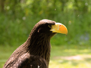  A closeup of the head of an eagle