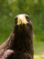 A closeup of the head of an eagle