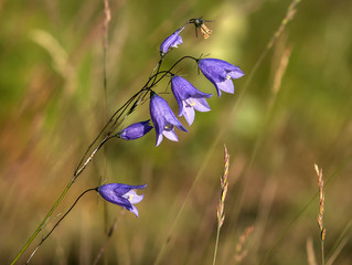 Wild flower bluebell