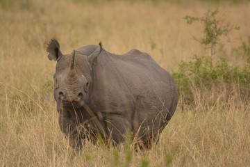 Fototapeta premium Pregnant black Rhino