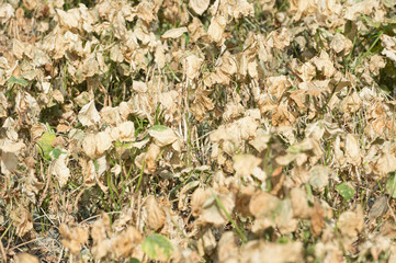 Taiwan adzuki bean field