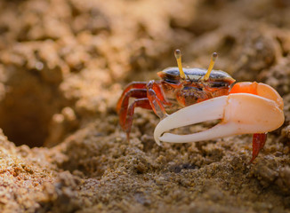 Uca vocans, Fiddler Crab walking in mangrove forest at Phuket be