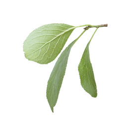 Plum isolated leaf branch