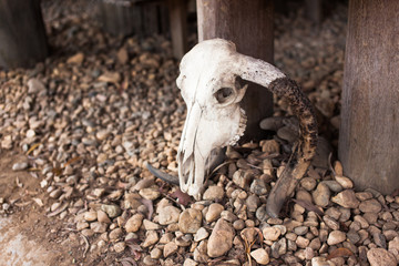 Buffalo Skull on the Ground