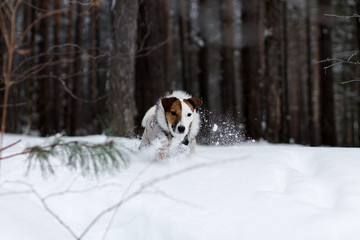 Jack Russell in the winter forest, snow, winter, walk