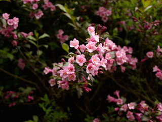 Pink bush blooming in the park