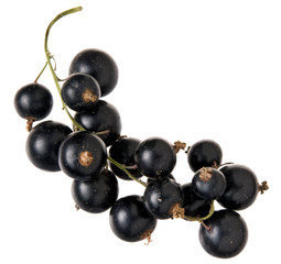 Schwarze Johannisbeere auf Weiß