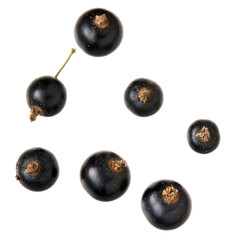 Schwarze Johannisbeere auf Weiß