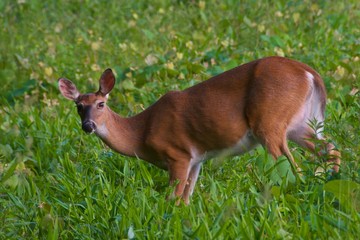 A surprised deer by the intruder 
