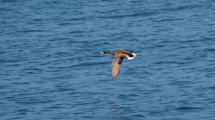Fototapeta na wymiar A male mallard flying over the water