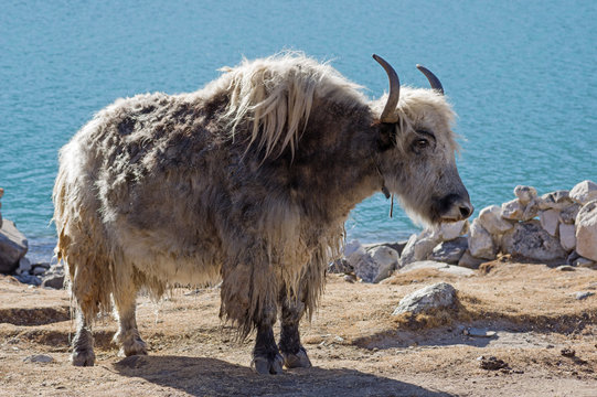 Yak Near Lake Stock Photo | Adobe Stock Yak Near Lake Stock Photo | Adobe Stock