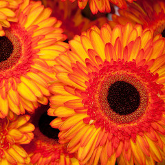 yellow-orange gerbera
