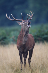 Red Deer Stag