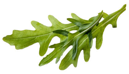 Rauke Rucola auf Wei&szlig;