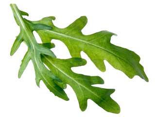 Rauke Rucola auf Wei&szlig;