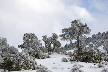 Snow Plastered Trees