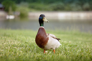 Beautiful duck at the pond