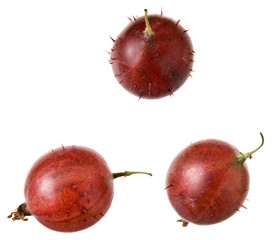 Rote Stachelbeere auf Weiß