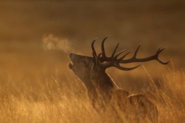 Red Deer Stag