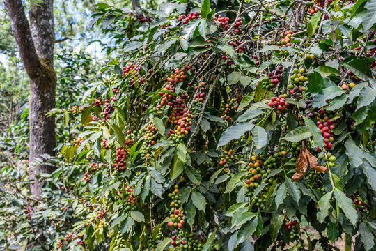 Ripening coffee beans on bush, Antigua, Guatemala, Central America