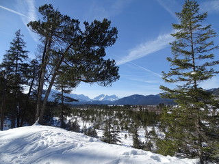 Nadelwald im Isartal
